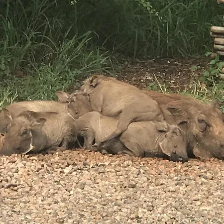 515 On Warthog By The River Marloth Park Buitenkant foto